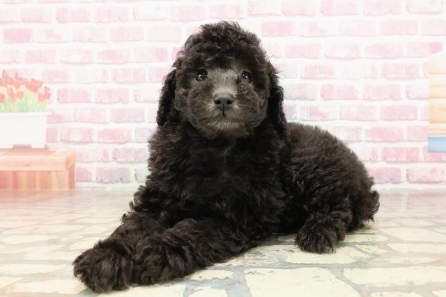 神奈川県のトイプードル(トイ) (Coo&RIKU相模原店/2025年4月27日生まれ/女の子/シルバー)の子犬の2枚目の画像