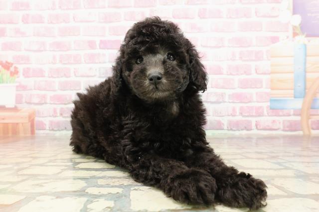 神奈川県のトイプードル(トイ) (Coo&RIKU相模原店/2025年4月27日生まれ/女の子/シルバー)の子犬の3枚目の画像