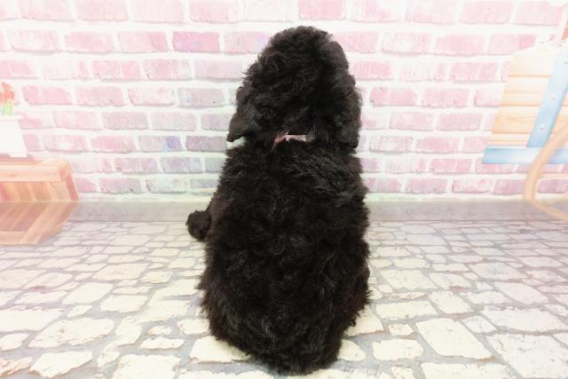 神奈川県のトイプードル(トイ) (Coo&RIKU相模原店/2025年4月27日生まれ/女の子/シルバー)の子犬の4枚目の画像