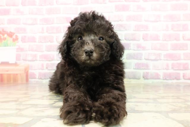 岐阜県のトイプードル(トイ) (Coo&RIKU岐南店/2025年4月27日生まれ/男の子/シルバー)の子犬の1枚目の画像