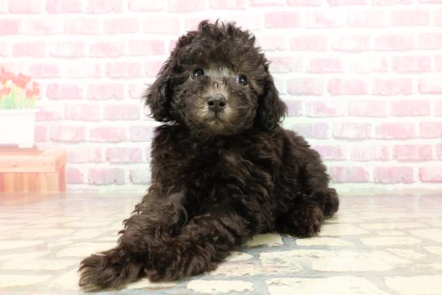岐阜県のトイプードル(トイ) (Coo&RIKU岐南店/2025年4月27日生まれ/男の子/シルバー)の子犬の2枚目の画像