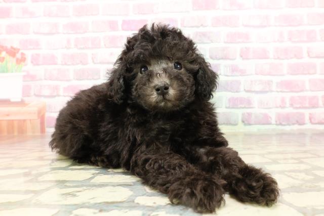 岐阜県のトイプードル(トイ) (Coo&RIKU岐南店/2025年4月27日生まれ/男の子/シルバー)の子犬の3枚目の画像