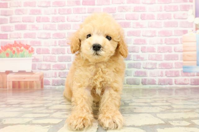千葉県のトイプードル(トイ) (Coo&RIKU市原店/2025年4月27日生まれ/男の子/アプリコット)の子犬の1枚目の画像