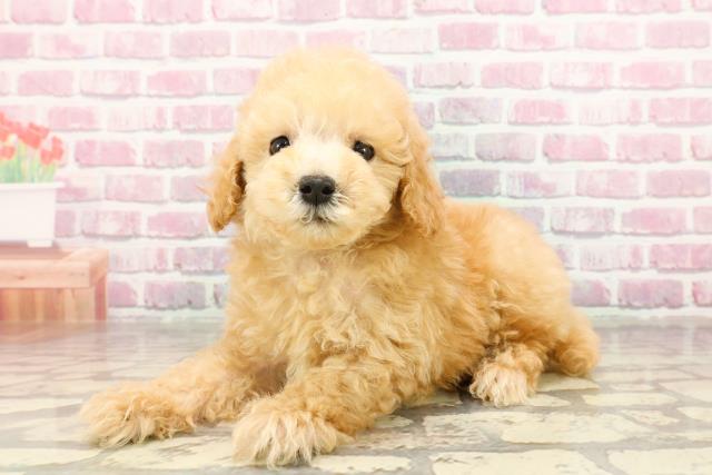 千葉県のトイプードル(トイ) (Coo&RIKU市原店/2025年4月27日生まれ/男の子/アプリコット)の子犬の2枚目の画像