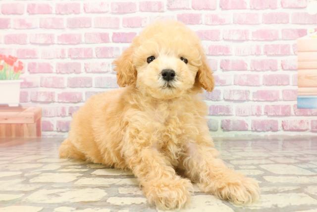 千葉県のトイプードル(トイ) (Coo&RIKU市原店/2025年4月27日生まれ/男の子/アプリコット)の子犬の3枚目の画像