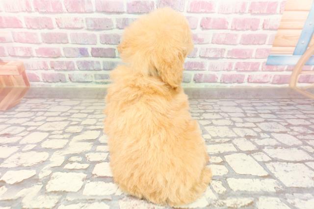 千葉県のトイプードル(トイ) (Coo&RIKU市原店/2025年4月27日生まれ/男の子/アプリコット)の子犬の4枚目の画像