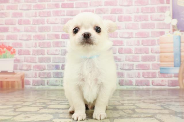 岐阜県のチワワ(ロング) (Coo&RIKU岐南店/2025年4月27日生まれ/男の子/クリーム)の子犬の1枚目の画像