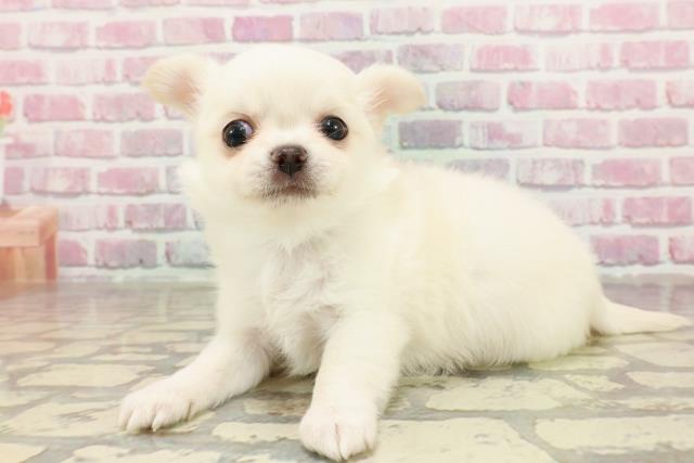 岐阜県のチワワ(ロング) (Coo&RIKU岐南店/2025年4月27日生まれ/男の子/クリーム)の子犬の2枚目の画像