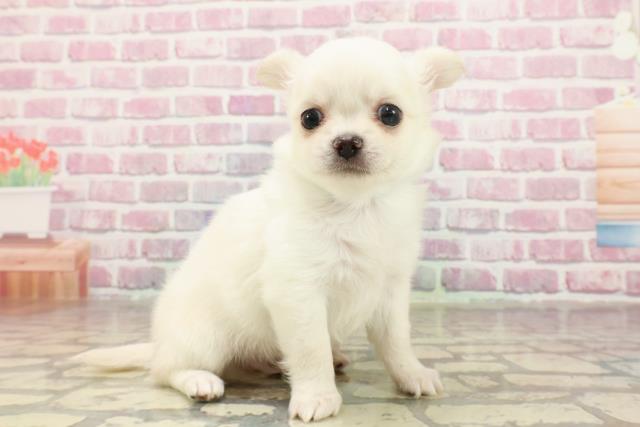 岐阜県のチワワ(ロング) (Coo&RIKU岐南店/2025年4月27日生まれ/男の子/クリーム)の子犬の3枚目の画像