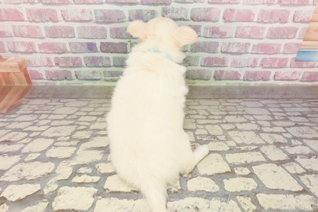 岐阜県のチワワ(ロング) (Coo&RIKU岐南店/2025年4月27日生まれ/男の子/クリーム)の子犬の4枚目の画像