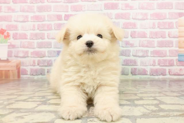 神奈川県のポメプー(ポメラニアン×プードル) (Coo&RIKU長津田店/2025年4月27日生まれ/男の子/クリーム)の子犬
