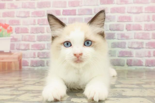 北海道のラグドール (Coo&RIKU室蘭店/2025年4月15日生まれ/女の子/シールポイントバイカラー)の子猫の1枚目の画像