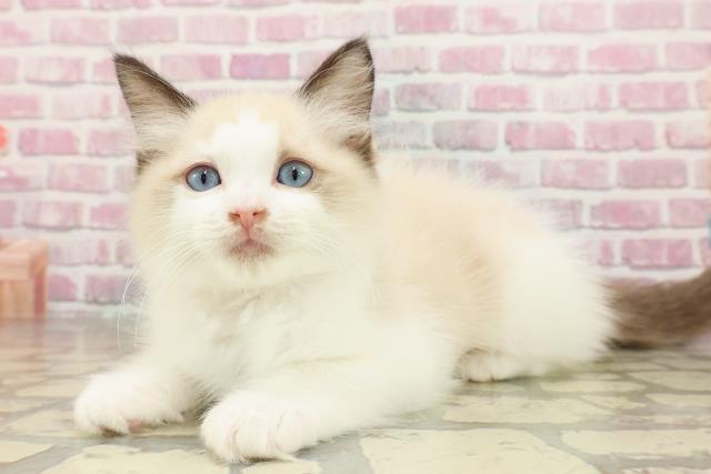 北海道のラグドール (Coo&RIKU室蘭店/2025年4月15日生まれ/女の子/シールポイントバイカラー)の子猫の2枚目の画像