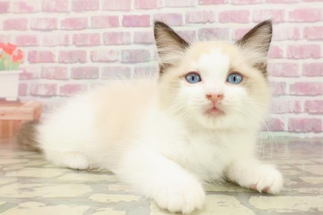 北海道のラグドール (Coo&RIKU室蘭店/2025年4月15日生まれ/女の子/シールポイントバイカラー)の子猫の3枚目の画像