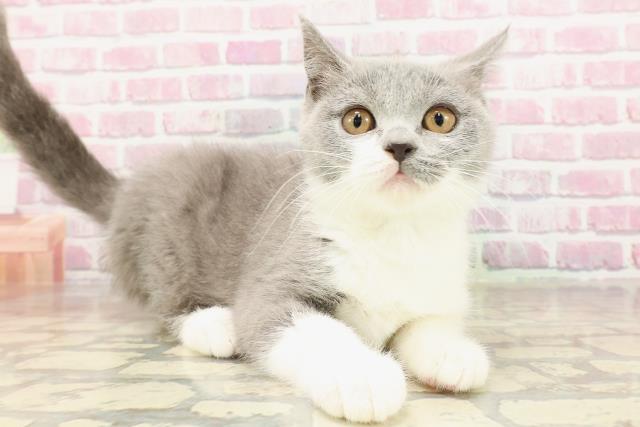 神奈川県のブリティッシュショートヘアー (Coo&RIKU小田原店/2025年4月21日生まれ/男の子/ブルーホワイト)の子猫の3枚目の画像