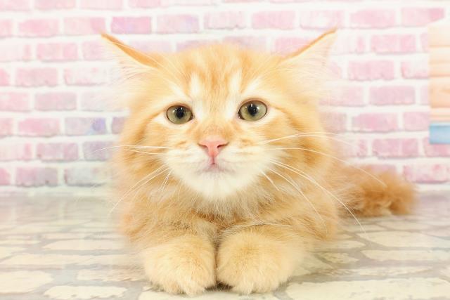 北海道のサイベリアン (Coo&RIKU旭川店/2025年4月7日生まれ/男の子/レッドタビー)の子猫の1枚目の画像