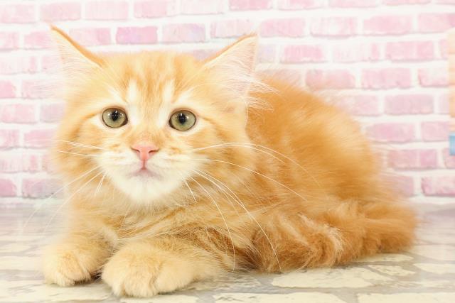 北海道のサイベリアン (Coo&RIKU旭川店/2025年4月7日生まれ/男の子/レッドタビー)の子猫の2枚目の画像