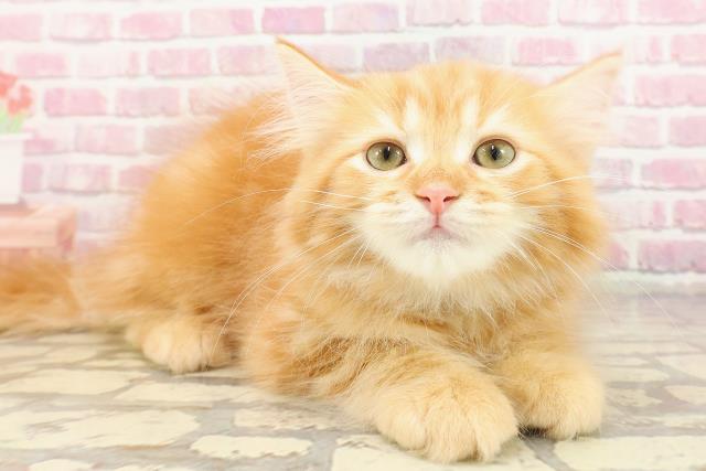 北海道のサイベリアン (Coo&RIKU旭川店/2025年4月7日生まれ/男の子/レッドタビー)の子猫の3枚目の画像