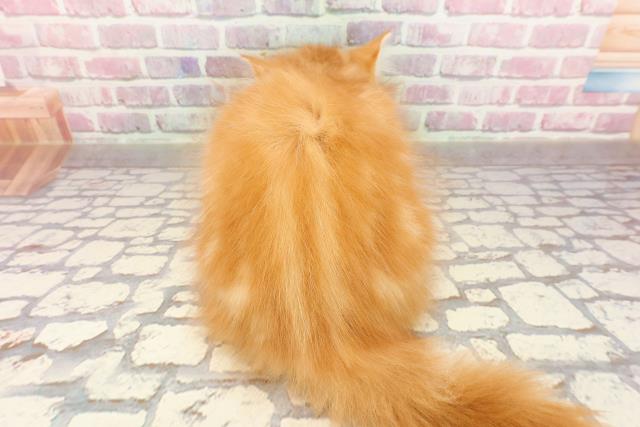 北海道のサイベリアン (Coo&RIKU旭川店/2025年4月7日生まれ/男の子/レッドタビー)の子猫の4枚目の画像