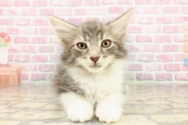 北海道のメインクーン (Coo&RIKU釧路店/2025年4月24日生まれ/男の子/ブルータビーホワイト)の子猫の1枚目の画像