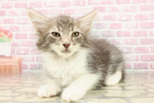 北海道のメインクーン (Coo&RIKU釧路店/2025年4月24日生まれ/男の子/ブルータビーホワイト)の子猫の2枚目の画像