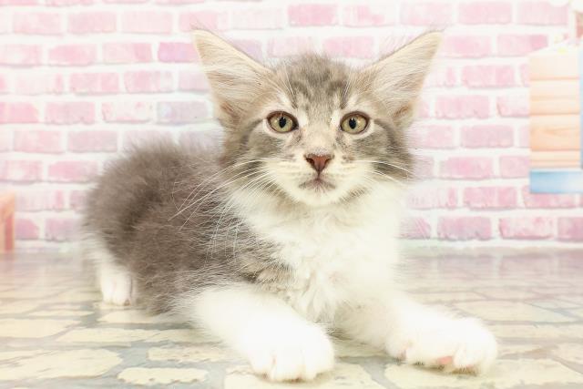 北海道のメインクーン (Coo&RIKU釧路店/2025年4月24日生まれ/男の子/ブルータビーホワイト)の子猫の3枚目の画像