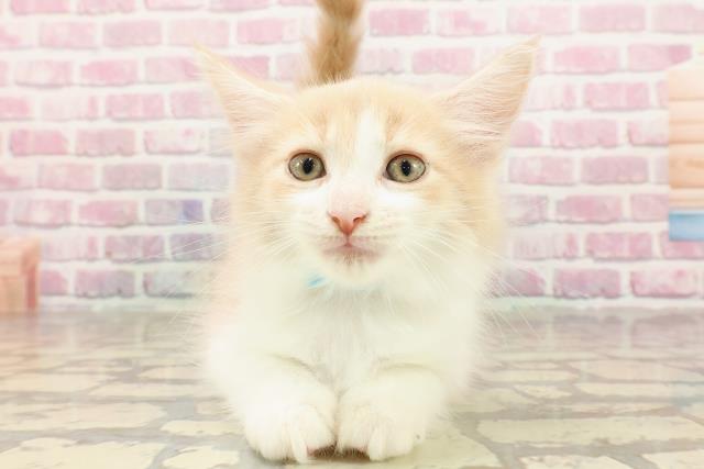 神奈川県のメインクーン (Coo&RIKU横浜旭店/2025年4月24日生まれ/男の子/クリームホワイト)の子猫の1枚目の画像