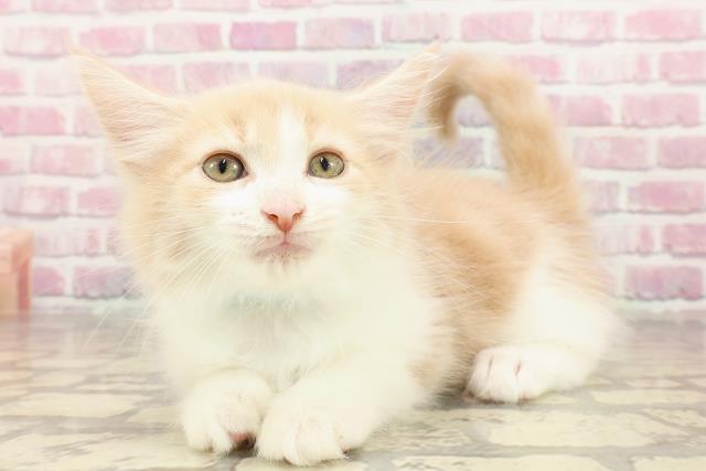 神奈川県のメインクーン (Coo&RIKU横浜旭店/2025年4月24日生まれ/男の子/クリームホワイト)の子猫の2枚目の画像