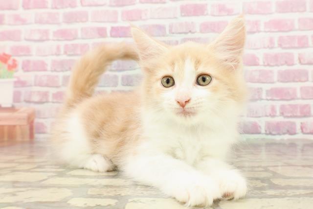 神奈川県のメインクーン (Coo&RIKU横浜旭店/2025年4月24日生まれ/男の子/クリームホワイト)の子猫の3枚目の画像
