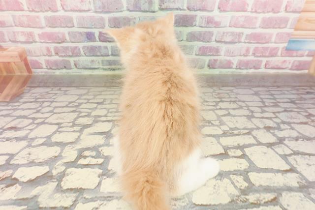 神奈川県のメインクーン (Coo&RIKU横浜旭店/2025年4月24日生まれ/男の子/クリームホワイト)の子猫の4枚目の画像