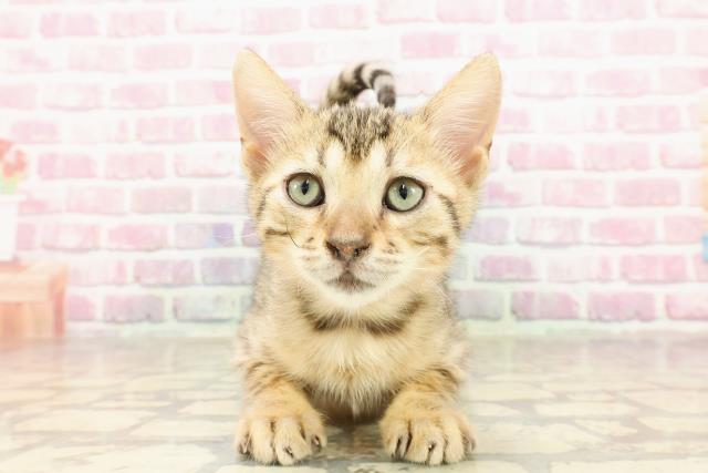 北海道のベンガル (Coo&RIKU北見店/2025年4月14日生まれ/女の子/ブラウンスポットタビー)の子猫の1枚目の画像