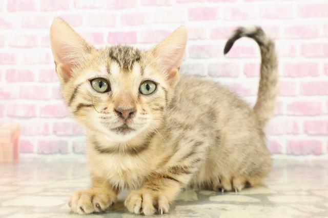 北海道のベンガル (Coo&RIKU北見店/2025年4月14日生まれ/女の子/ブラウンスポットタビー)の子猫の2枚目の画像