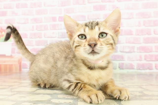 北海道のベンガル (Coo&RIKU北見店/2025年4月14日生まれ/女の子/ブラウンスポットタビー)の子猫の3枚目の画像