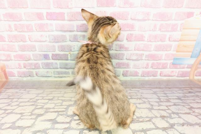北海道のベンガル (Coo&RIKU北見店/2025年4月14日生まれ/女の子/ブラウンスポットタビー)の子猫の4枚目の画像