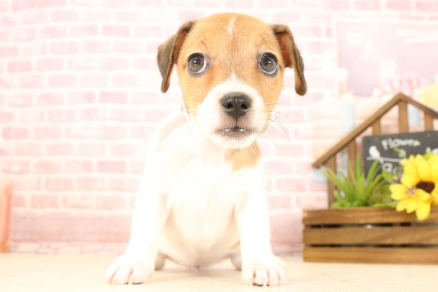 愛知県のジャックラッセルテリア (Coo&RIKU東海店/2025年4月24日生まれ/女の子/ホワイトタン)の子犬の1枚目の画像