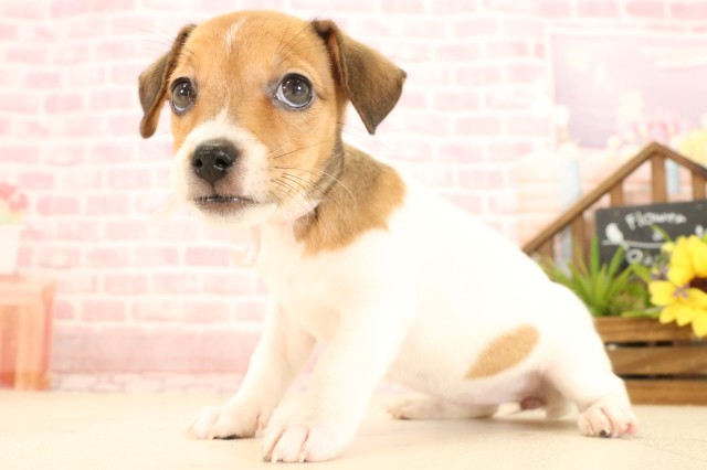 愛知県のジャックラッセルテリア (Coo&RIKU東海店/2025年4月24日生まれ/女の子/ホワイトタン)の子犬の3枚目の画像