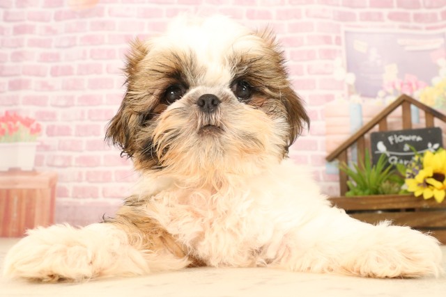 岡山県のシーズー (Coo&RIKU岡山店/2025年4月8日生まれ/男の子/ホワイトゴールド)の子犬の1枚目の画像
