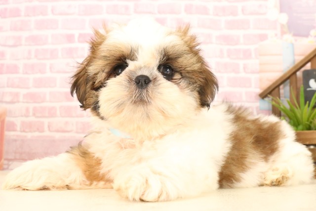 岡山県のシーズー (Coo&RIKU岡山店/2025年4月8日生まれ/男の子/ホワイトゴールド)の子犬の3枚目の画像