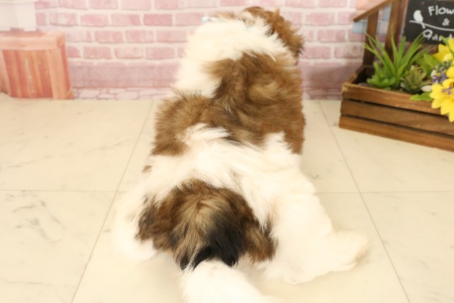 岡山県のシーズー (Coo&RIKU岡山店/2025年4月8日生まれ/男の子/ホワイトゴールド)の子犬の4枚目の画像