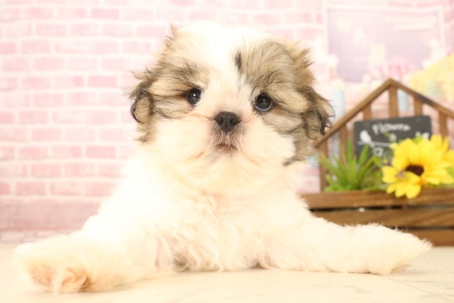 鳥取県のシーズー (Coo&RIKUラ・ムー鳥取東店/2025年4月20日生まれ/男の子/ゴールドホワイト)の子犬の1枚目の画像