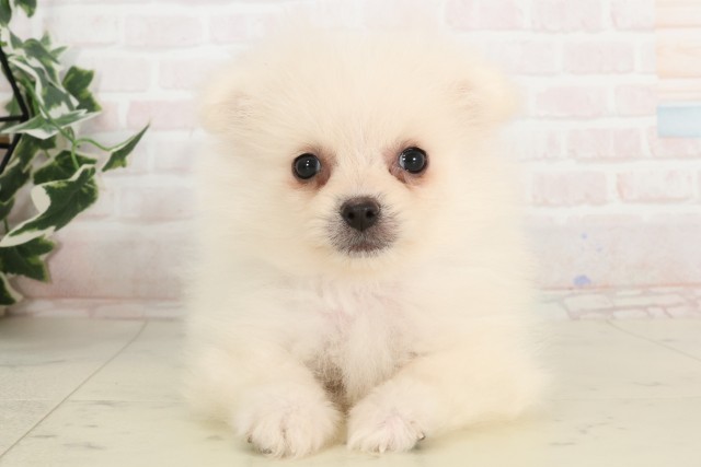 三重県のポメラニアン (Coo&RIKU四日市店/2025年4月24日生まれ/女の子/クリーム)の子犬の1枚目の画像