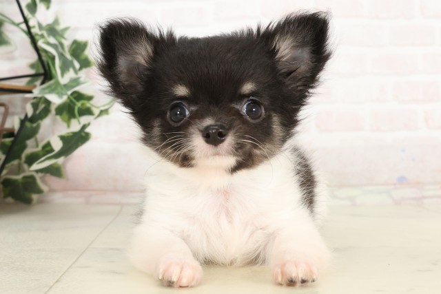 高知県のチワワ(ロング) (Coo&RIKUのいち店/2025年4月23日生まれ/男の子/ブラックタンホワイト)の子犬の1枚目の画像