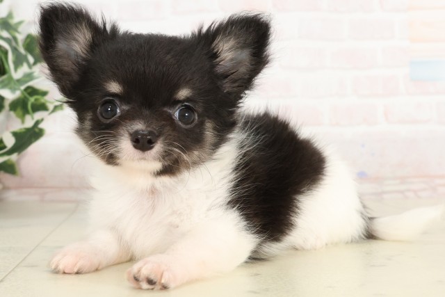 高知県のチワワ(ロング) (Coo&RIKUのいち店/2025年4月23日生まれ/男の子/ブラックタンホワイト)の子犬の3枚目の画像