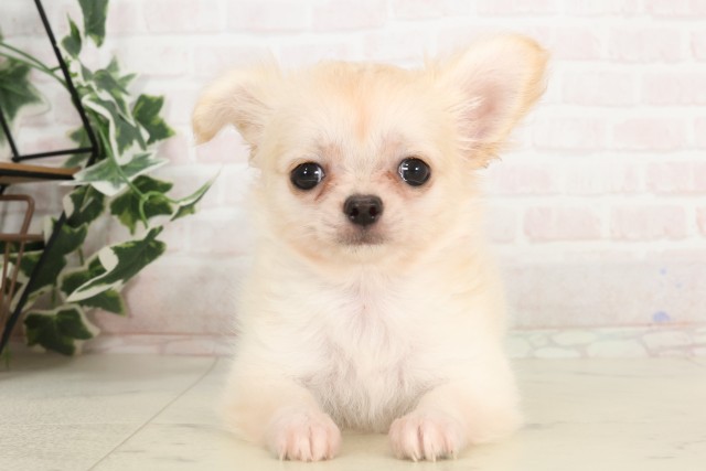 鳥取県のチワワ(ロング) (Coo&RIKUラ・ムー鳥取東店/2025年4月23日生まれ/女の子/クリーム)の子犬の1枚目の画像