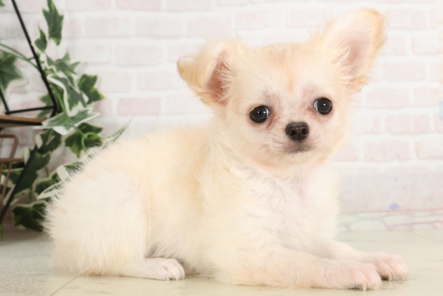 鳥取県のチワワ(ロング) (Coo&RIKUラ・ムー鳥取東店/2025年4月23日生まれ/女の子/クリーム)の子犬の2枚目の画像
