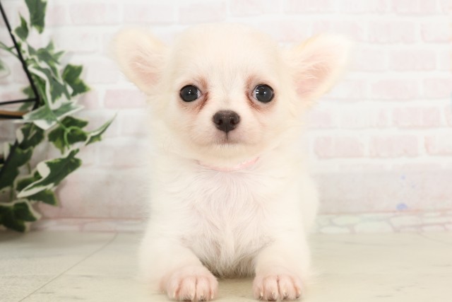 岡山県のチワワ(ロング) (Coo&RIKU岡山店/2025年4月23日生まれ/女の子/クリーム)の子犬の1枚目の画像