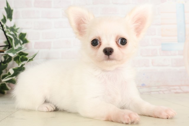 岡山県のチワワ(ロング) (Coo&RIKU岡山店/2025年4月23日生まれ/女の子/クリーム)の子犬の2枚目の画像
