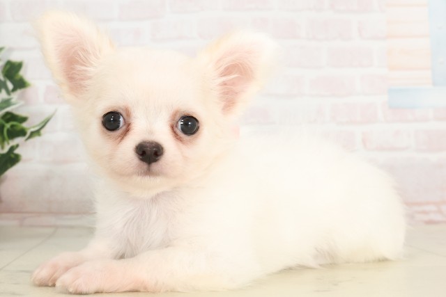 岡山県のチワワ(ロング) (Coo&RIKU岡山店/2025年4月23日生まれ/女の子/クリーム)の子犬の3枚目の画像