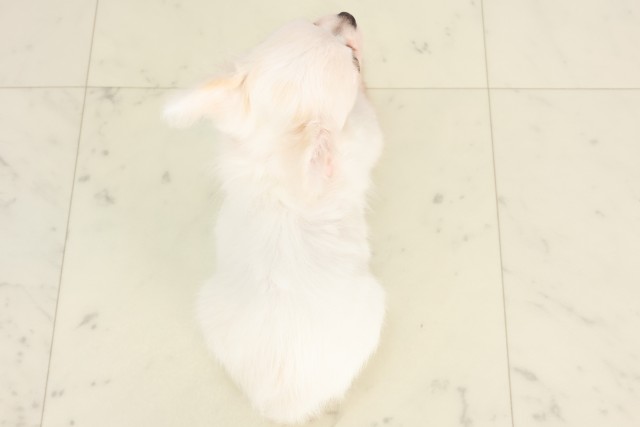 岡山県のチワワ(ロング) (Coo&RIKU岡山店/2025年4月23日生まれ/女の子/クリーム)の子犬の4枚目の画像