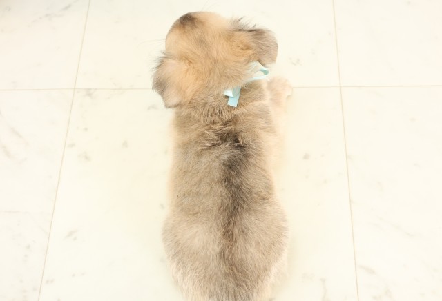 広島県のチワワ(ロング) (Coo&RIKU福山店/2025年4月23日生まれ/男の子/フォーン)の子犬の4枚目の画像